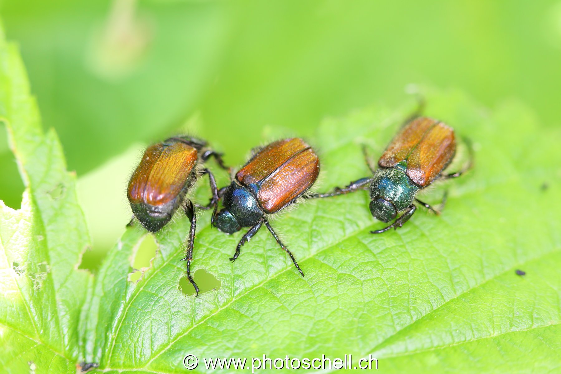 Insectes en train de manger une feuille de framboisier