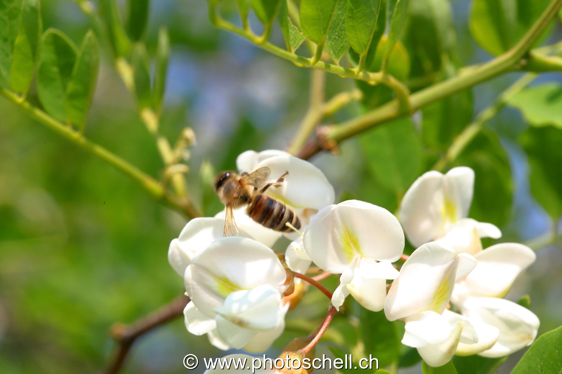 Abeille butinant une fleur d'accacia