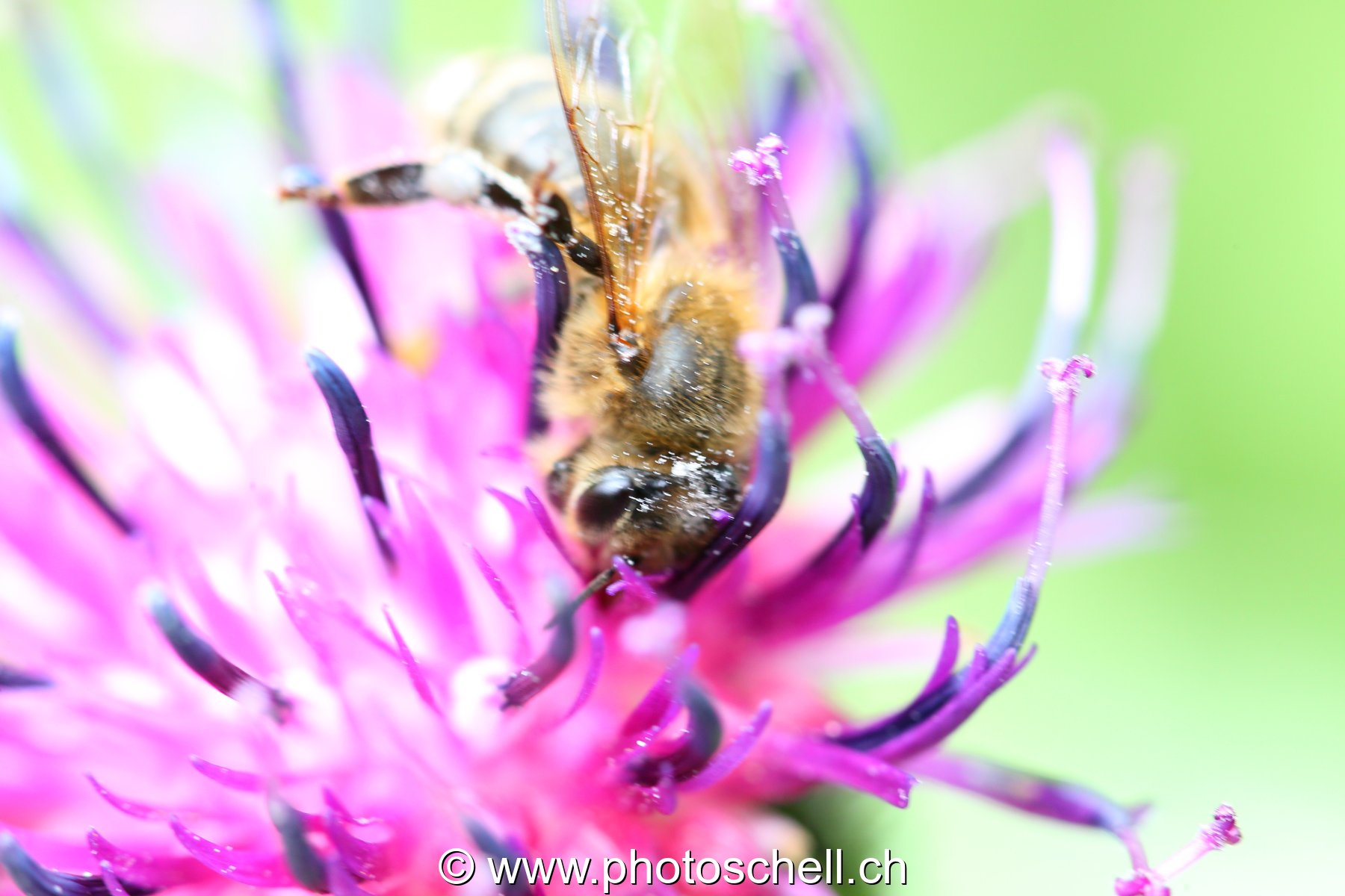 Abeille butinant