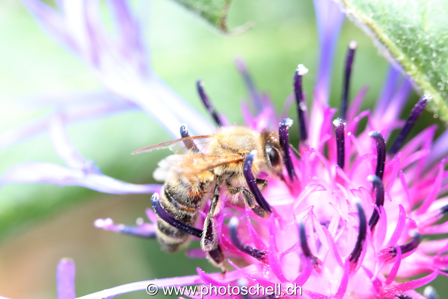 Abeille butinant
