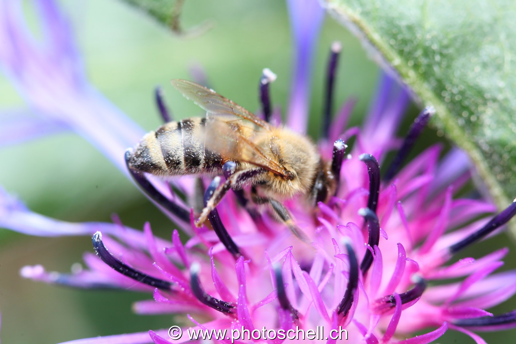 Abeille butinant
