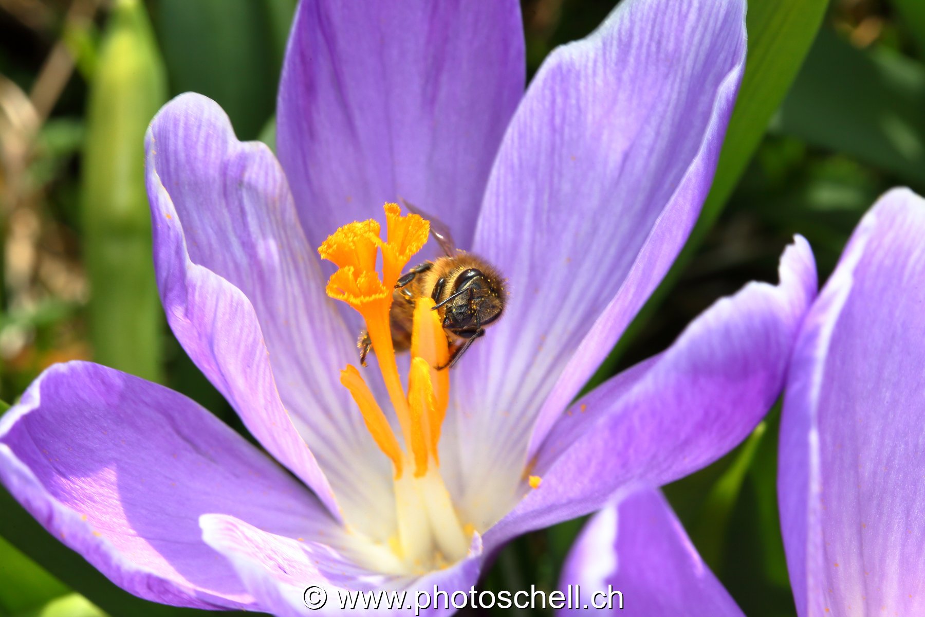 Abeille butinant un crocus