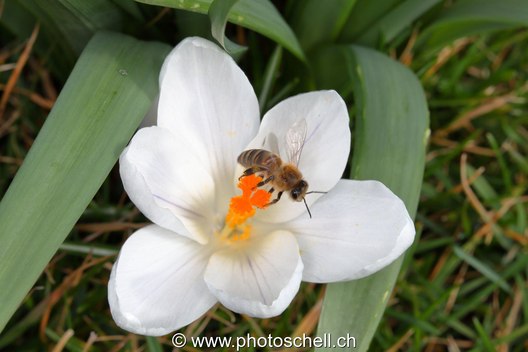 Abeille butinant un crocus