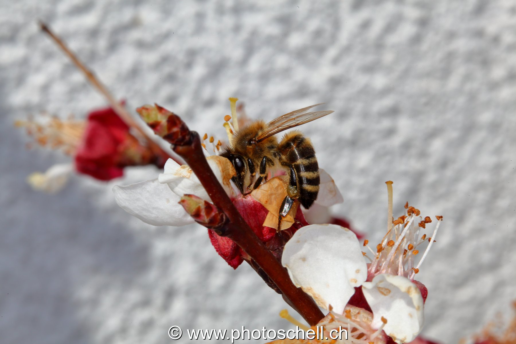 Abeille butinant