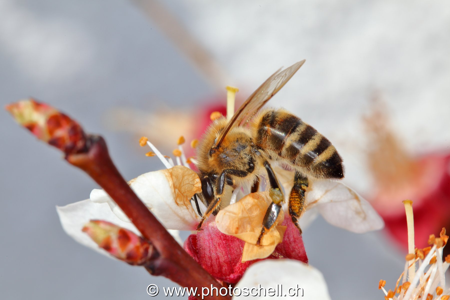Abeille butinant