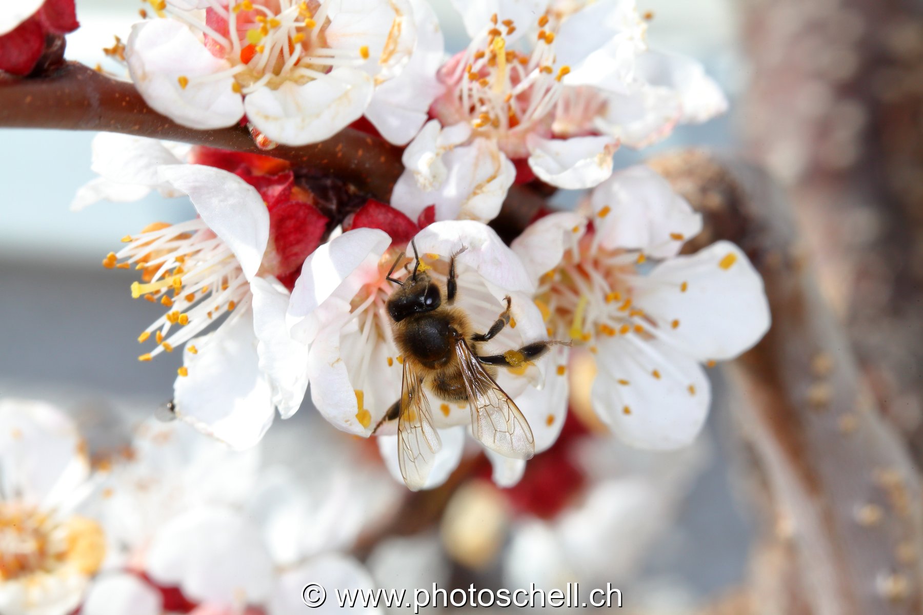 Abeille butinant