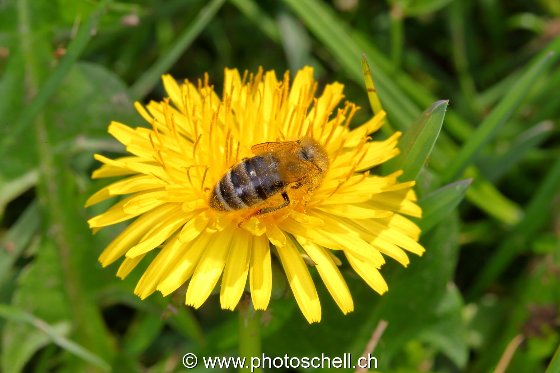 Abeille butinant