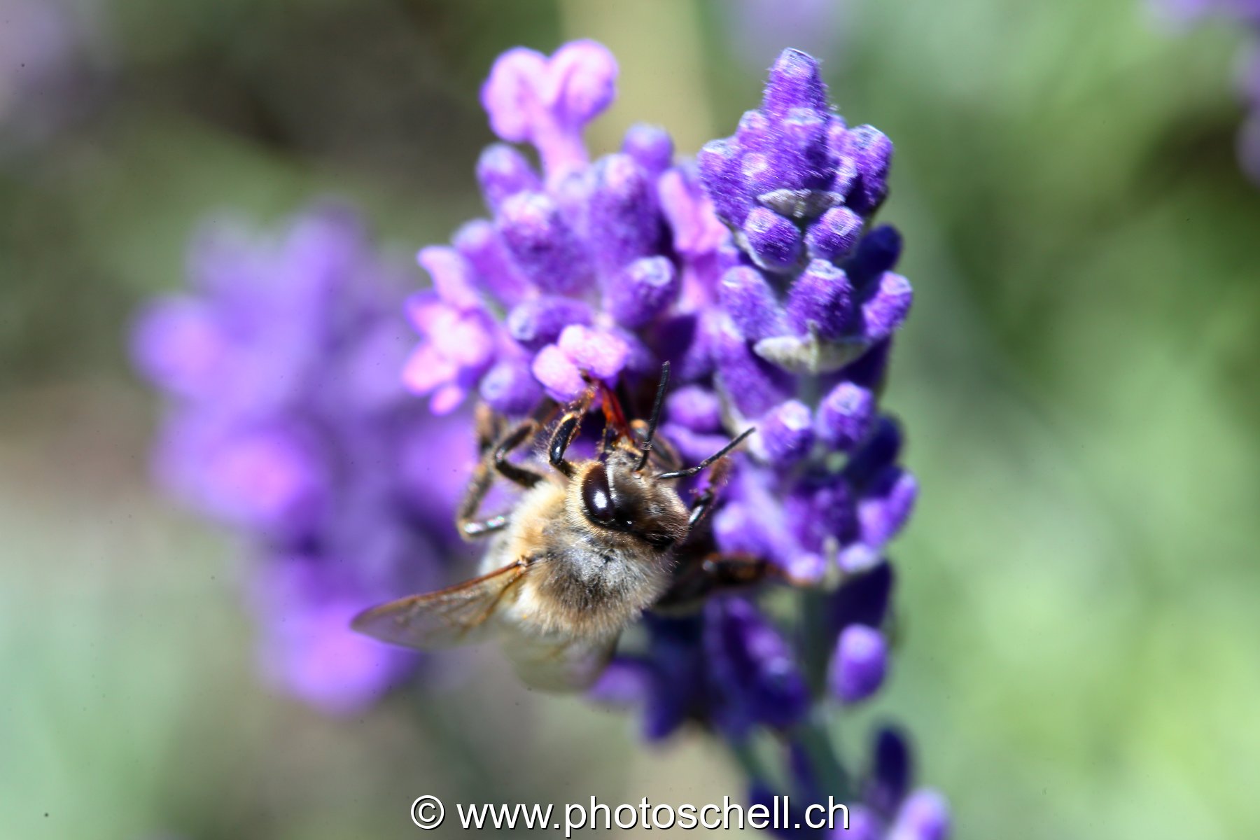 Abeille butinant des fleurs de lavande