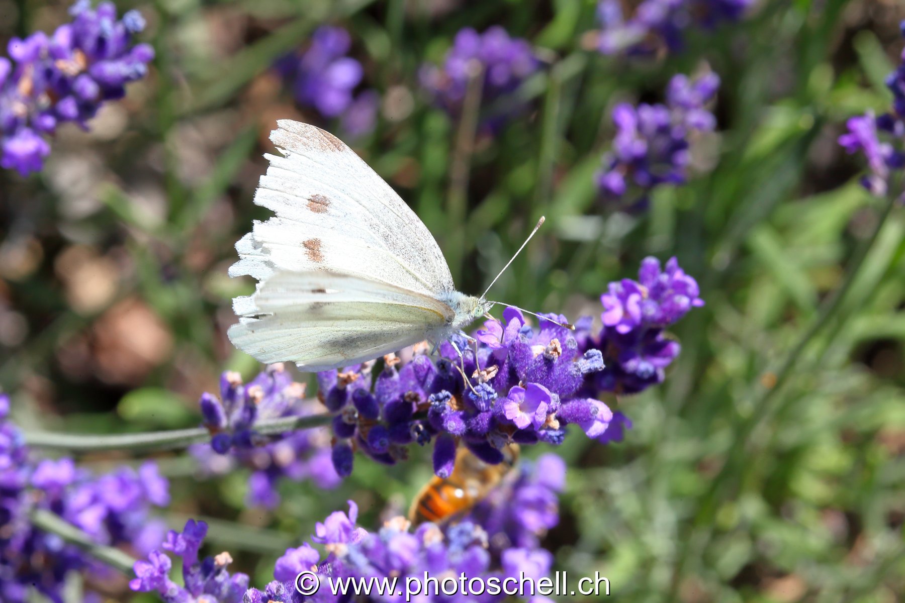 Papillon butinant des fleurs de lavande