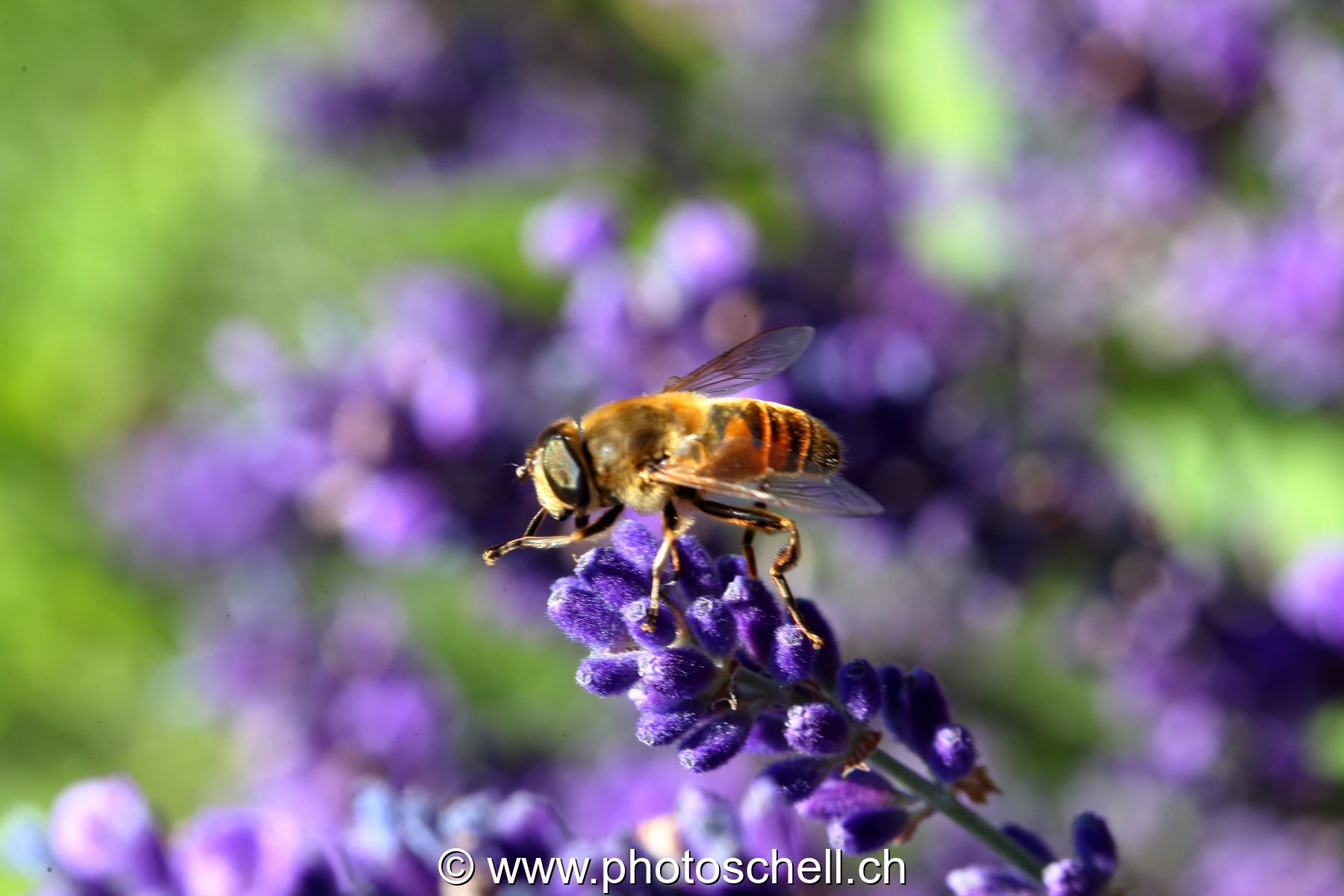 Mouche zébrée butinant des fleurs de lavande