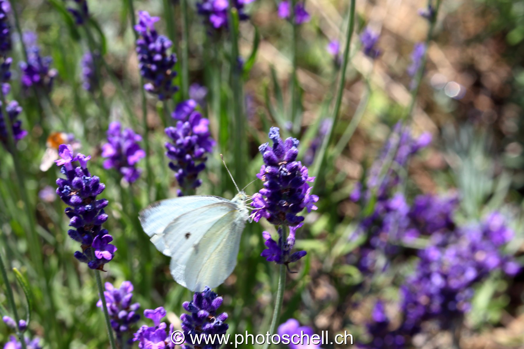Papillon butinant des fleurs de lavande