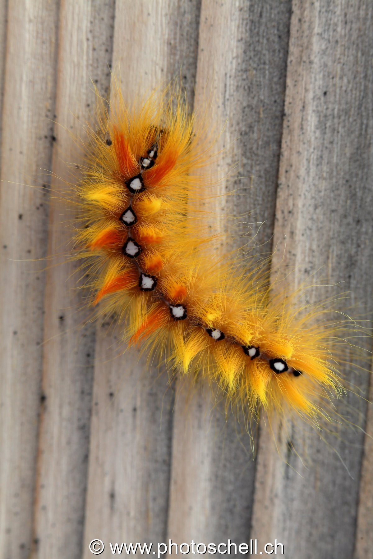 Abeille butinant