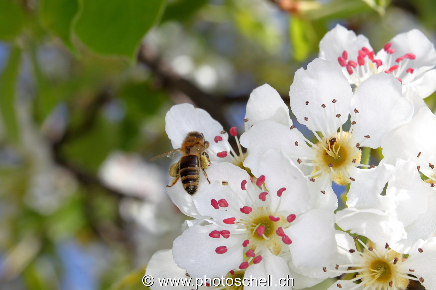 Abeille butinant