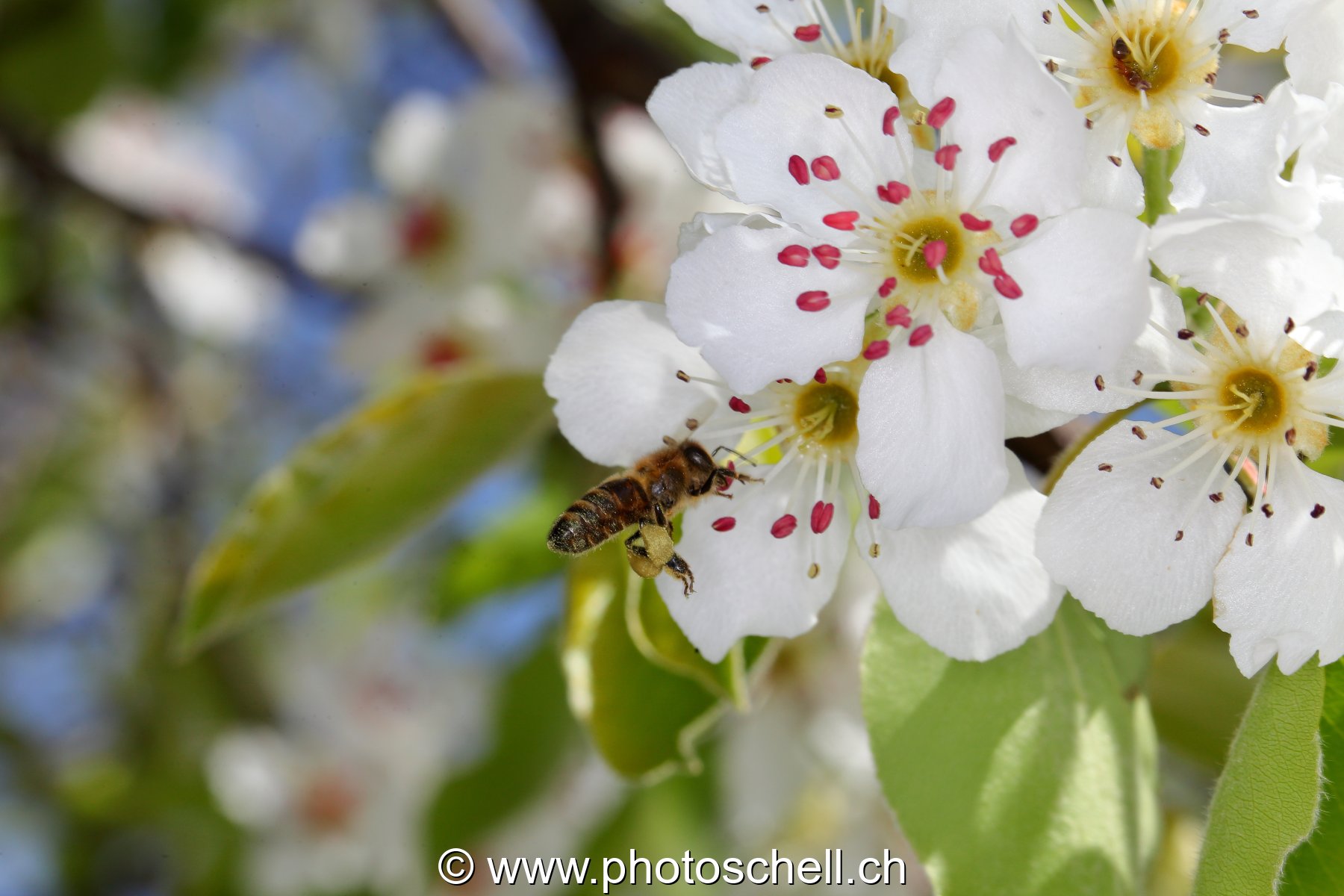 Abeille butinant