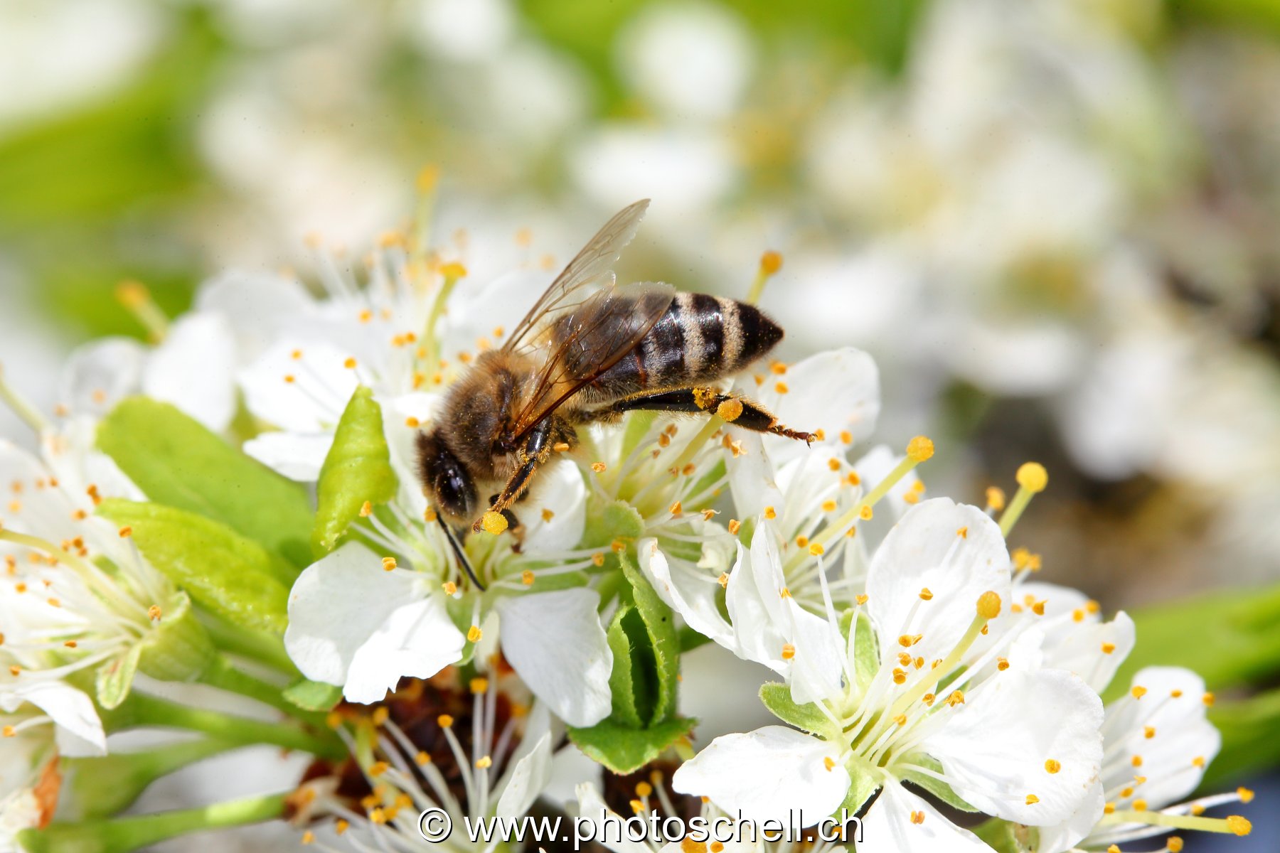 Abeille butinant