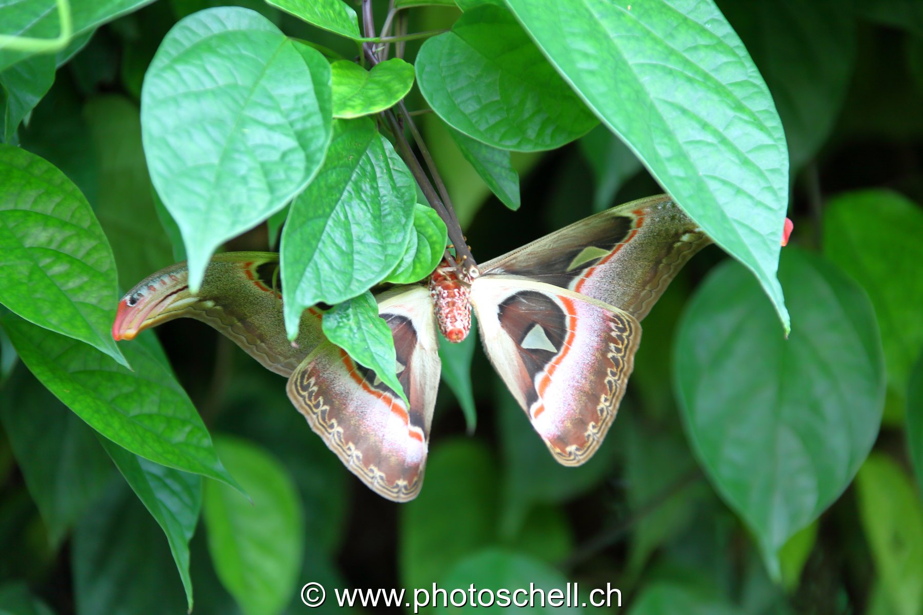 Papillon du Papiliorama