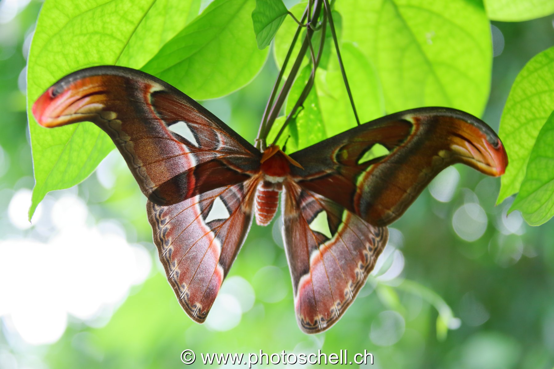 Papillon du Papiliorama