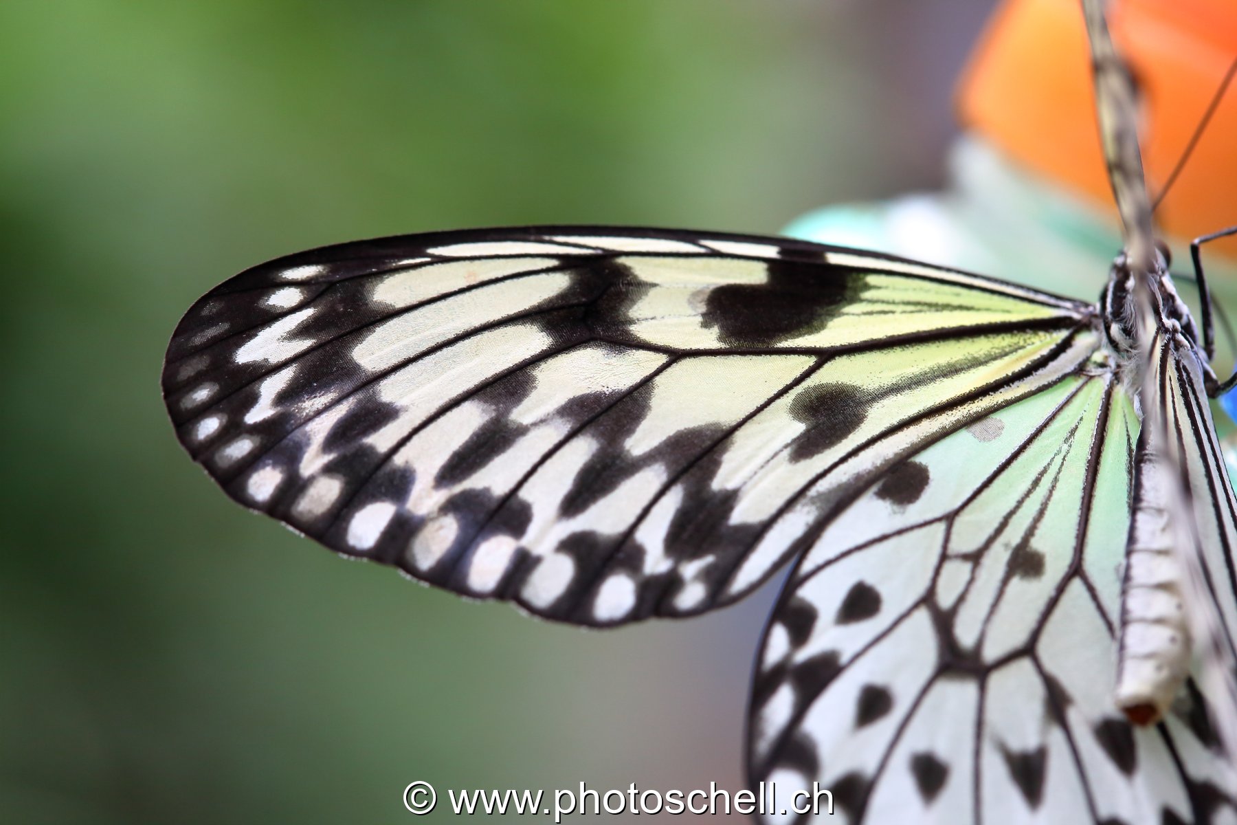 Papillon du Papiliorama : détails d'une aile