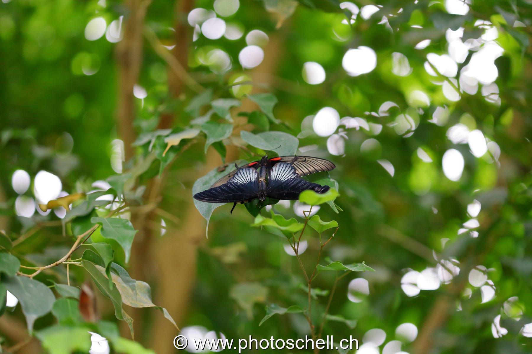 Papillon du Papiliorama