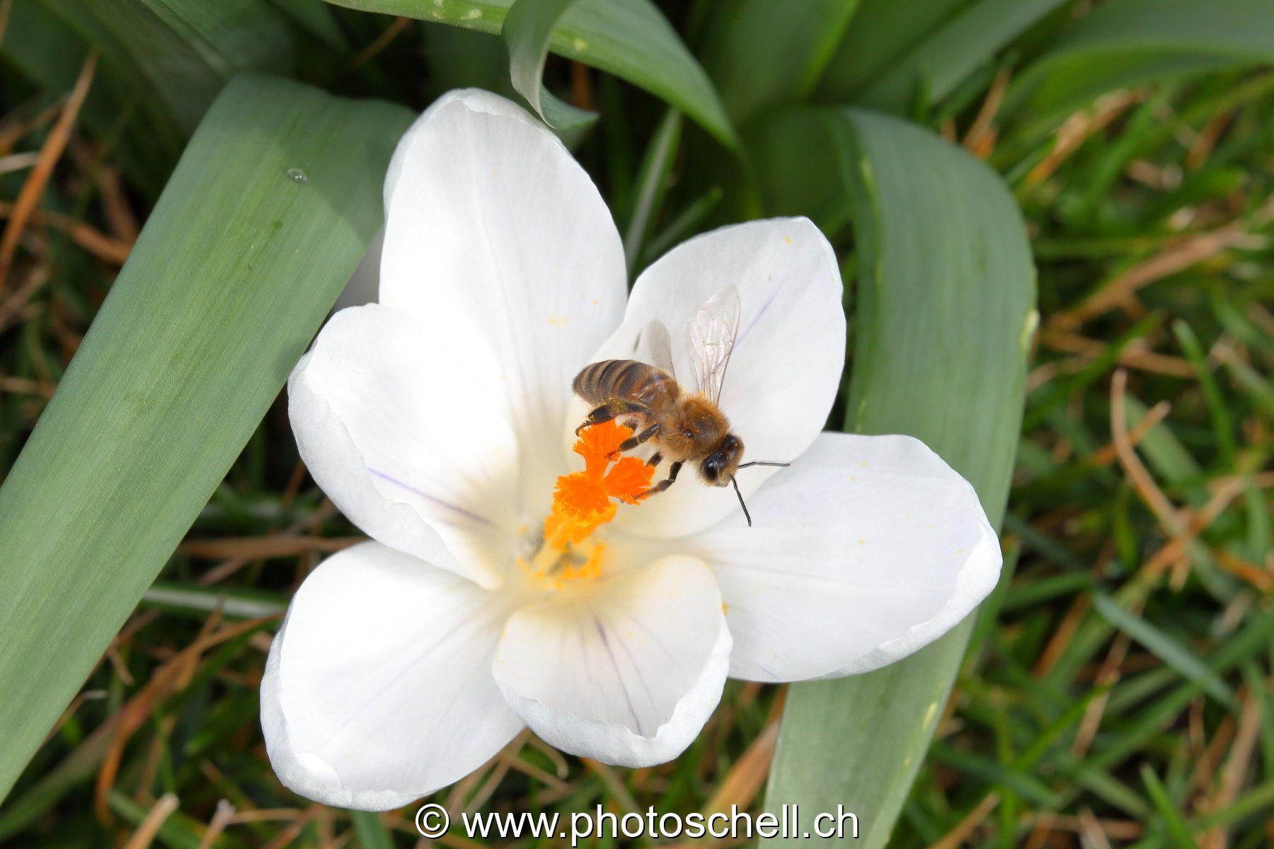 Abeille butinant un crocus