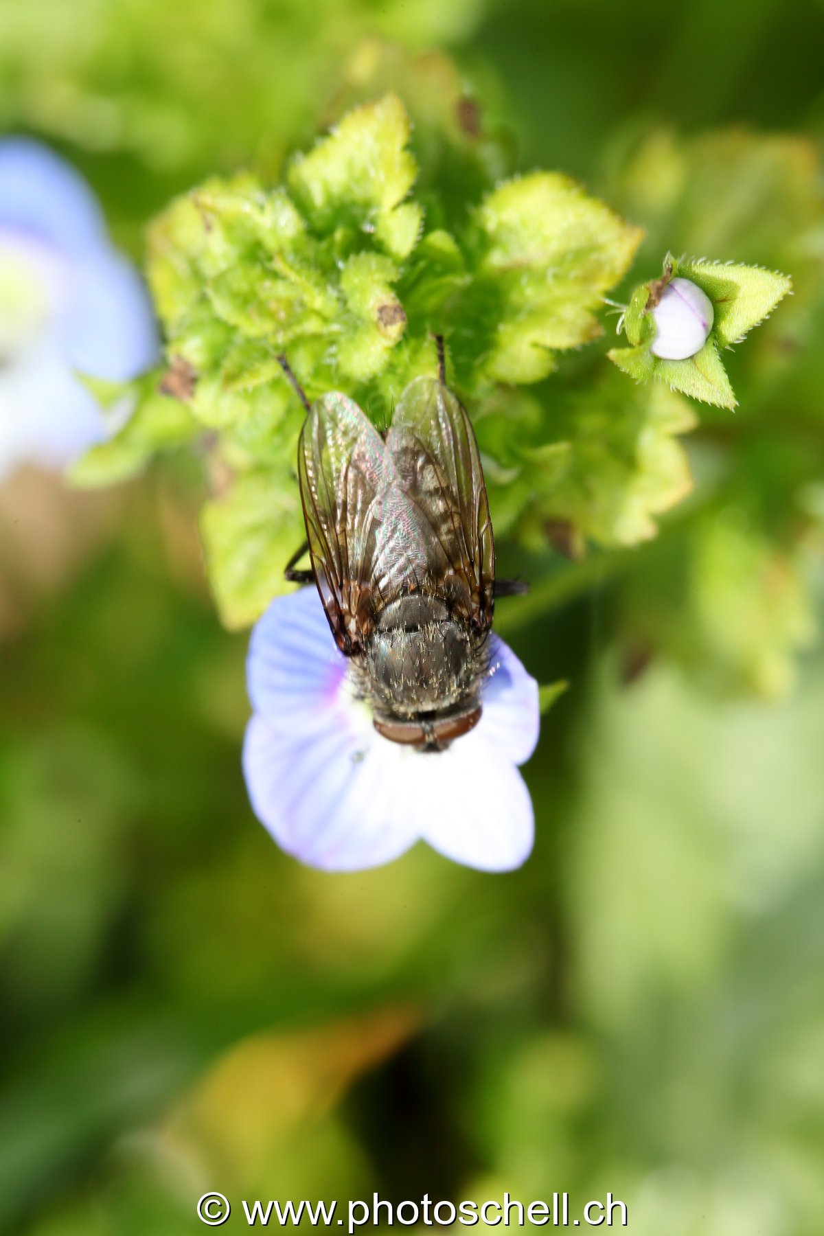 Mouche sur une fleur