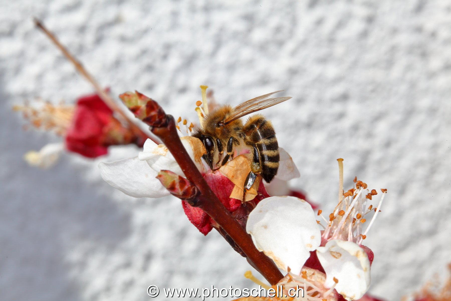 Abeille au travail