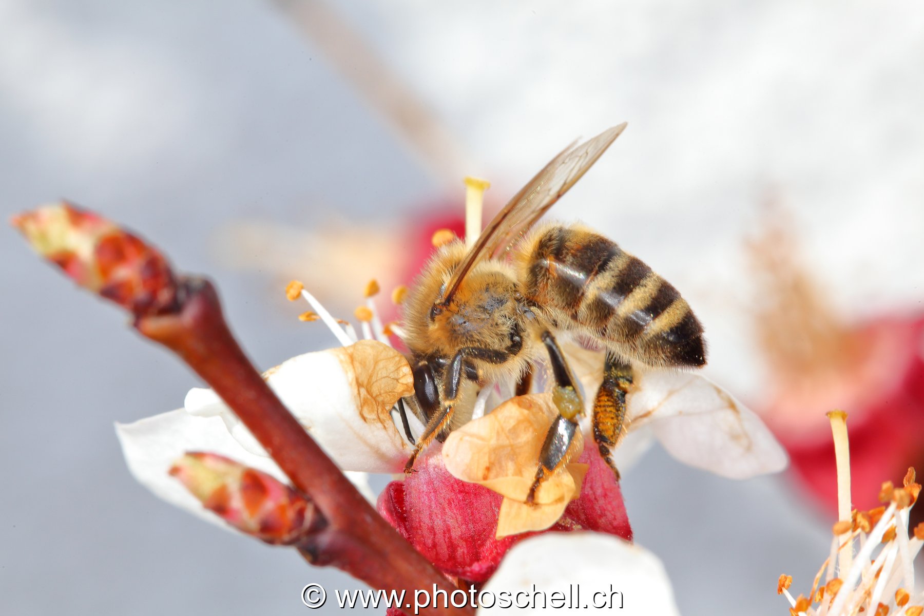 Abeille au travail (macro)