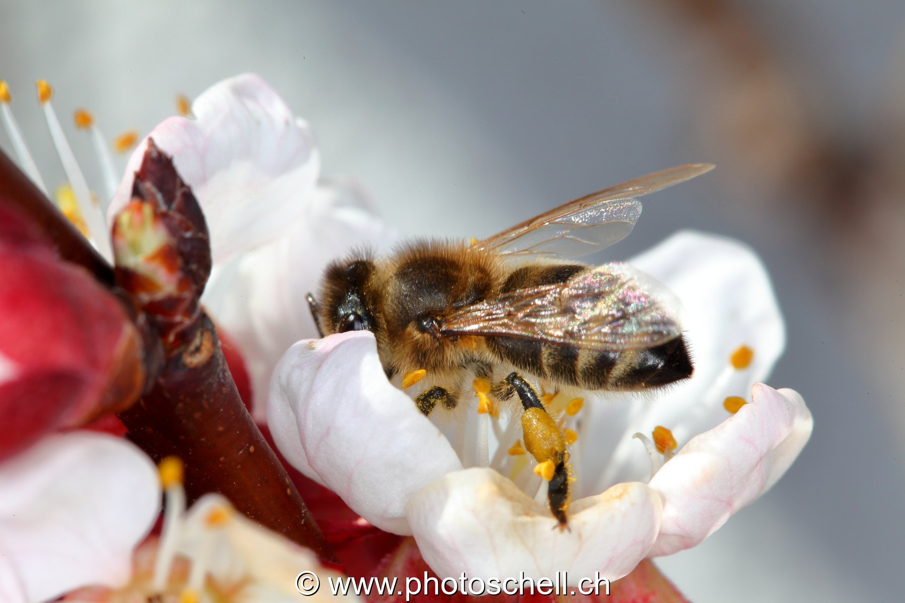 Abeille au travail (macro)
