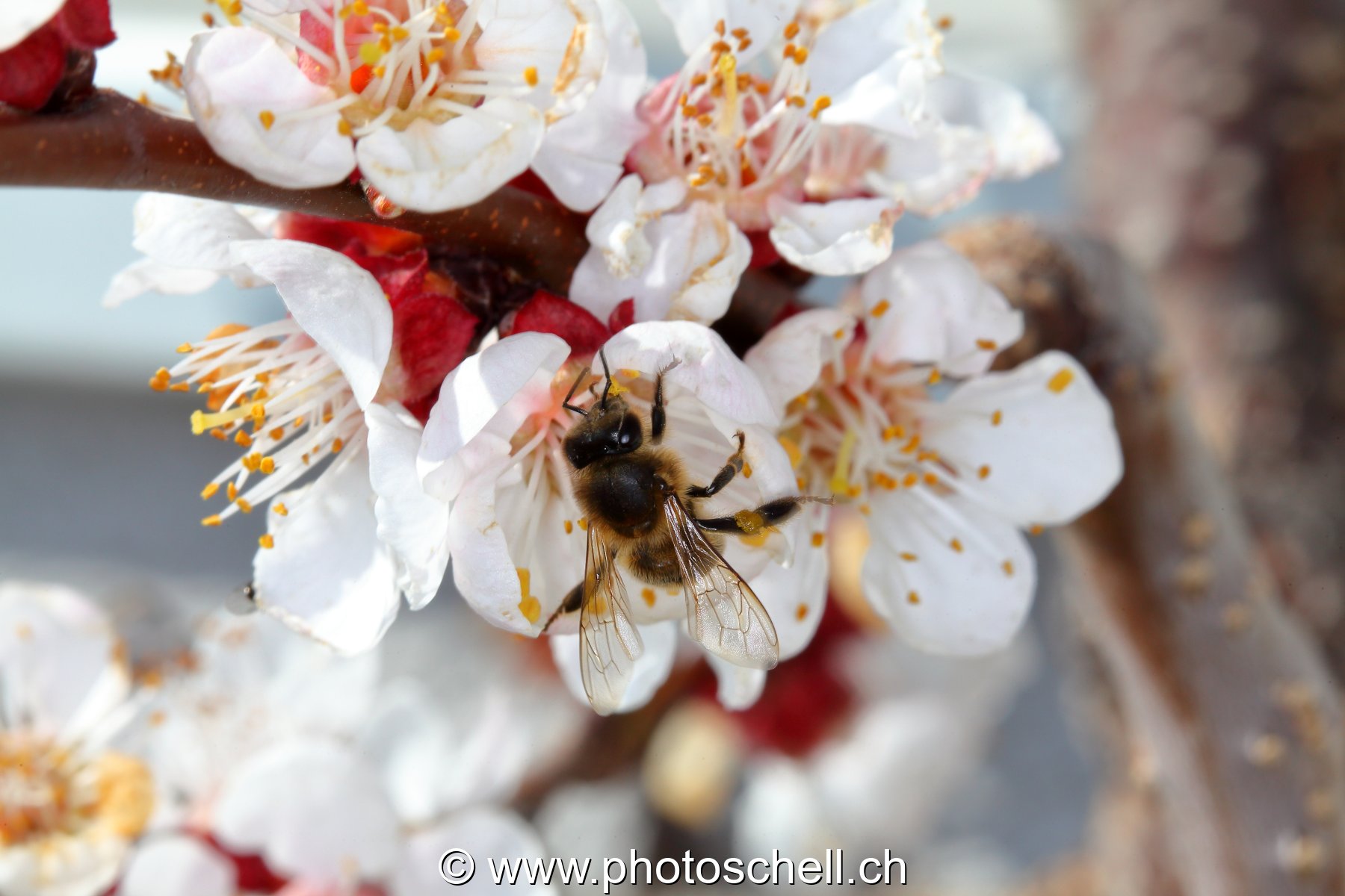 Abeille au travail