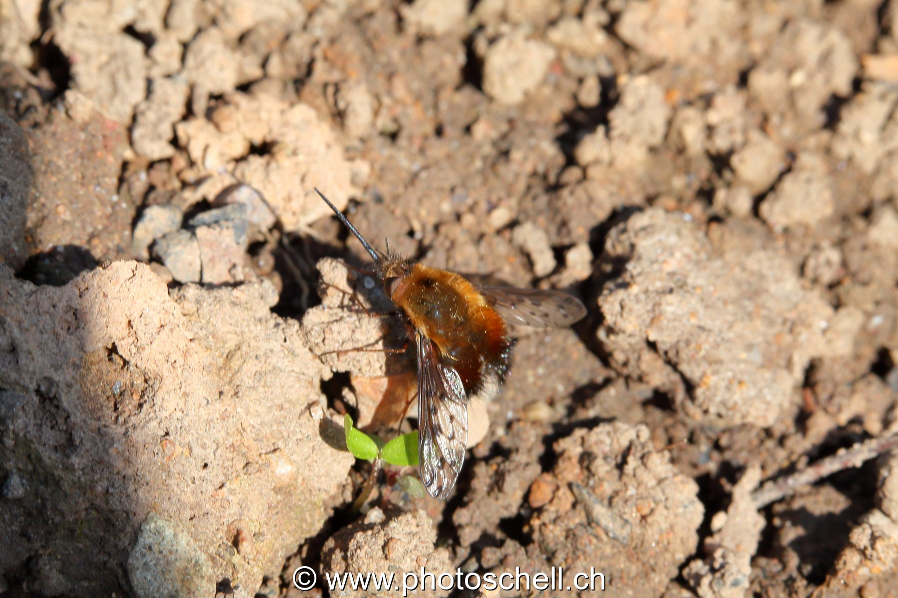 Insecte au sol