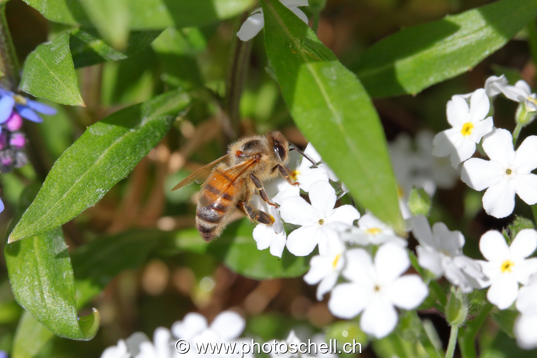 Abeille butinant des myosotis blancs