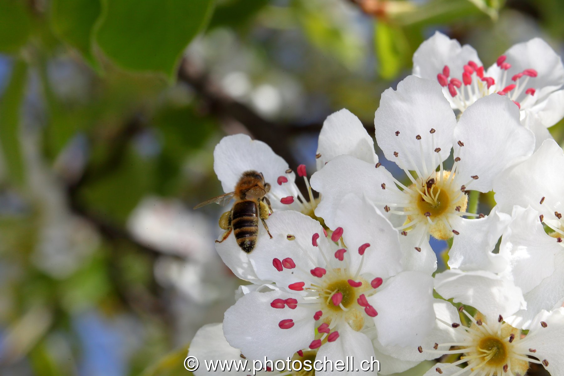 Abeille au travail