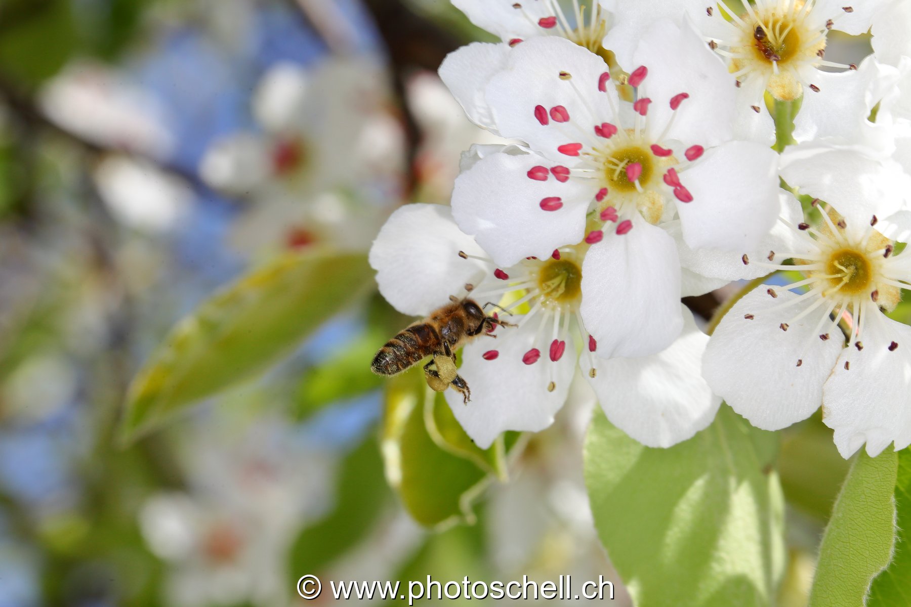 Abeille au travail