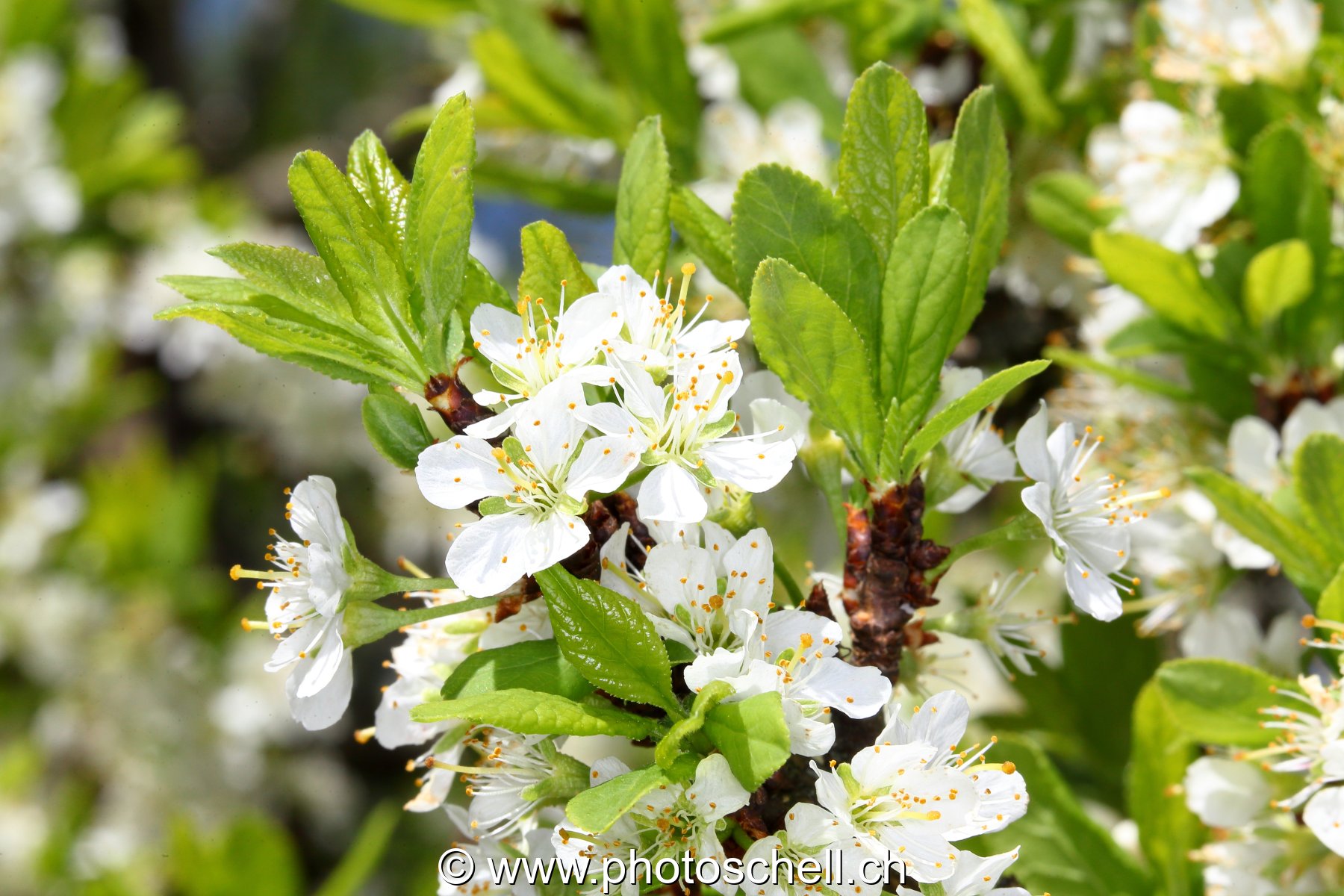 Abeille au travail
