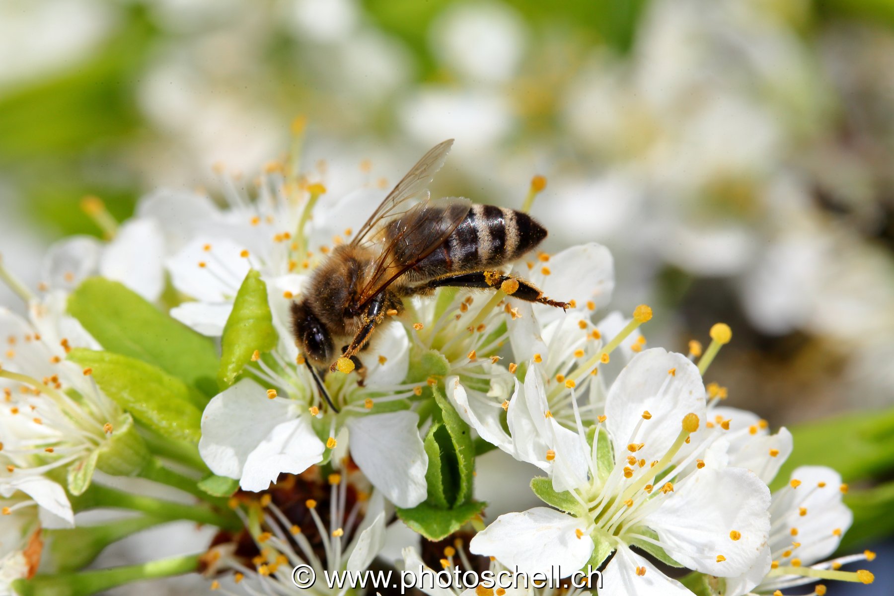 Abeille au travail