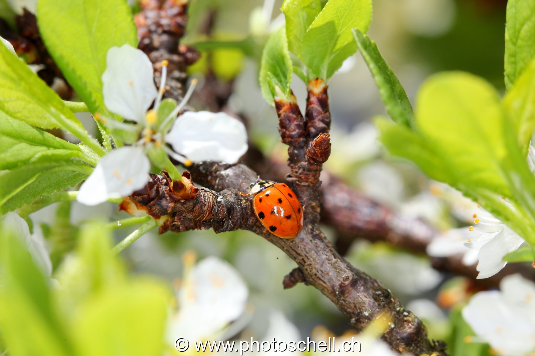 Coccinelle