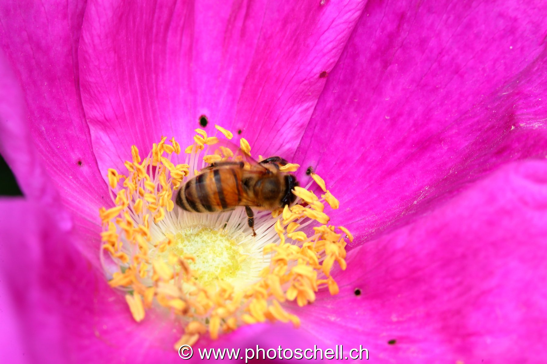 Abeille au travail