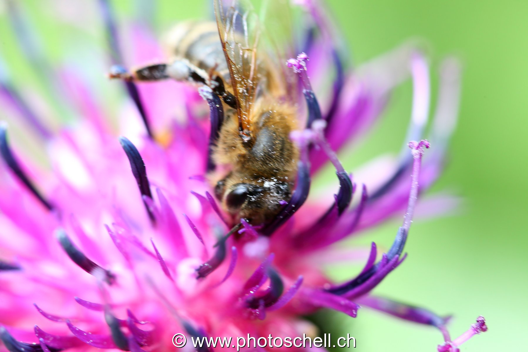Abeille au travail