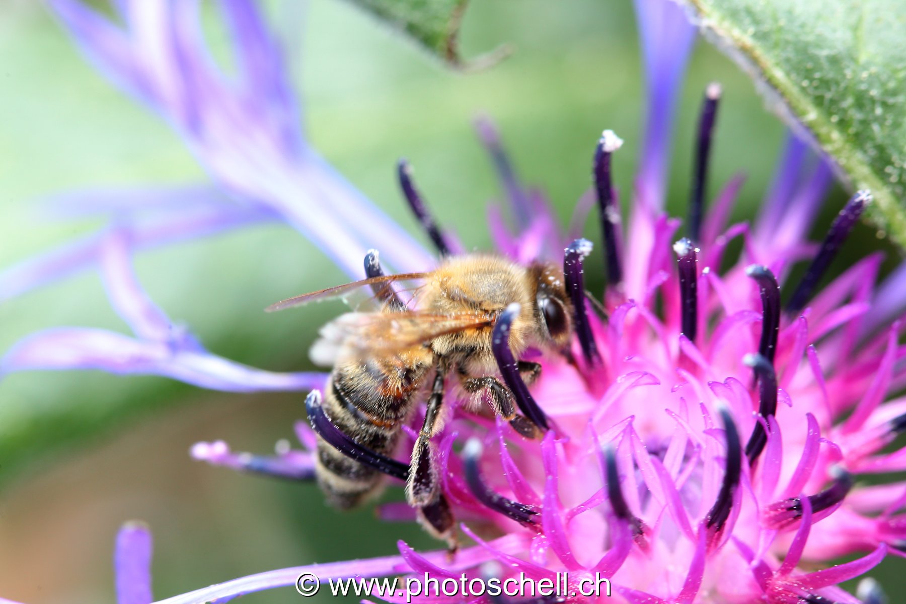 Abeille au travail