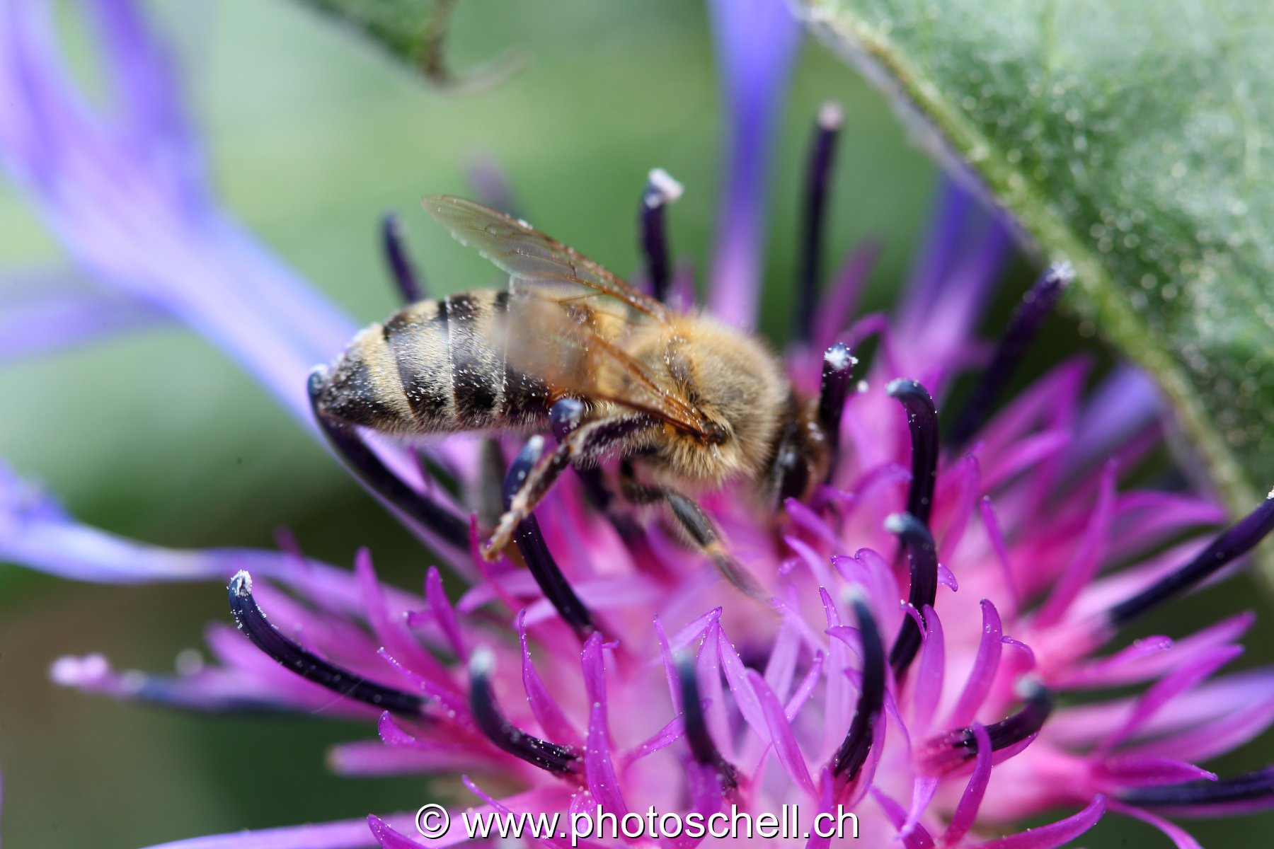 Abeille au travail