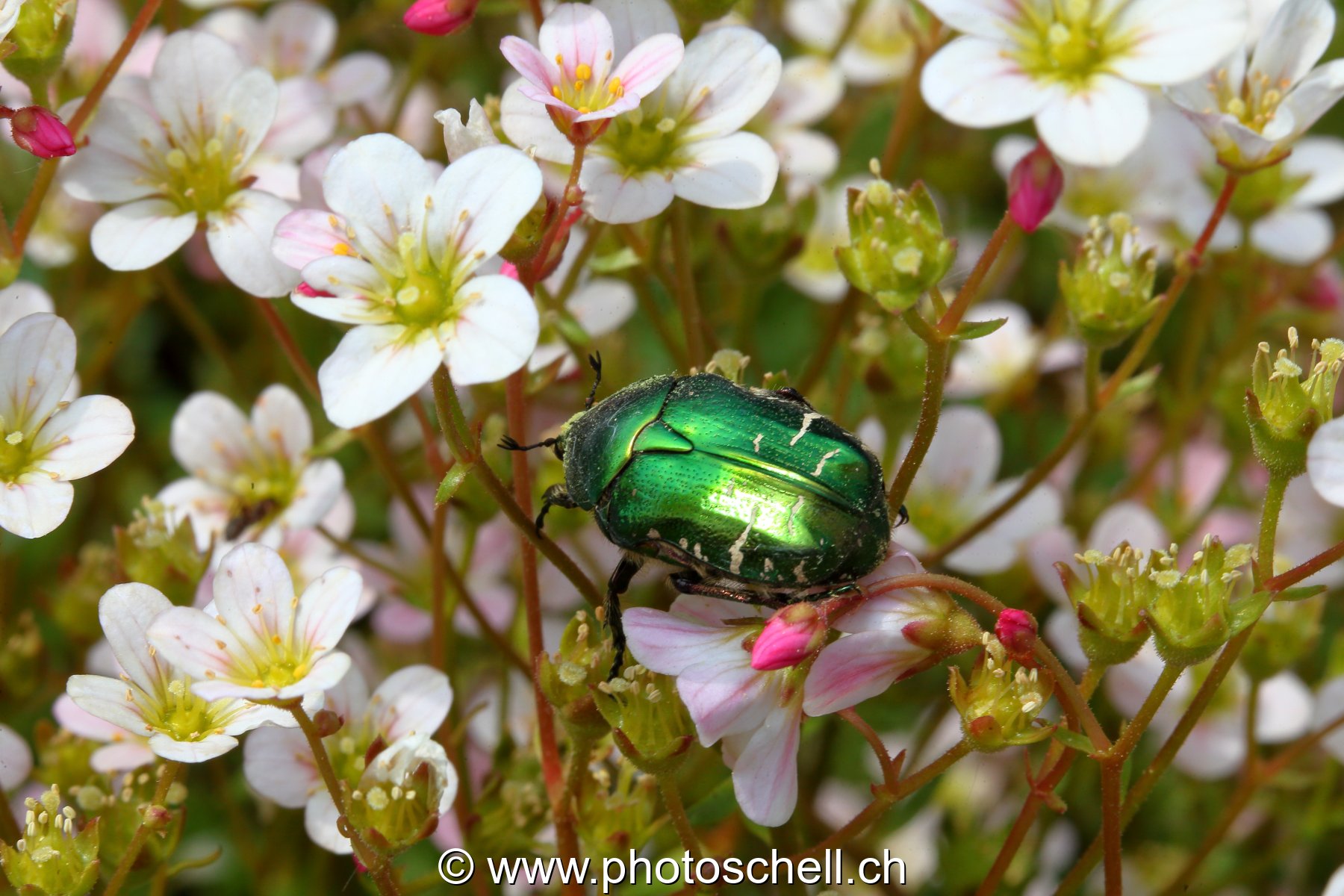 Insecte