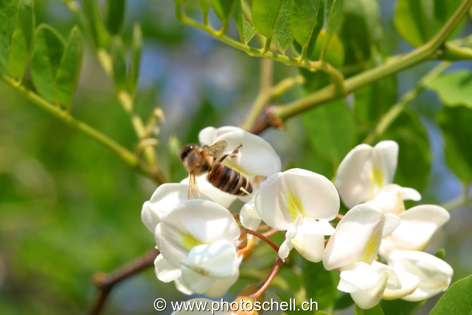 Abeille sur des fleurs d'accacias
