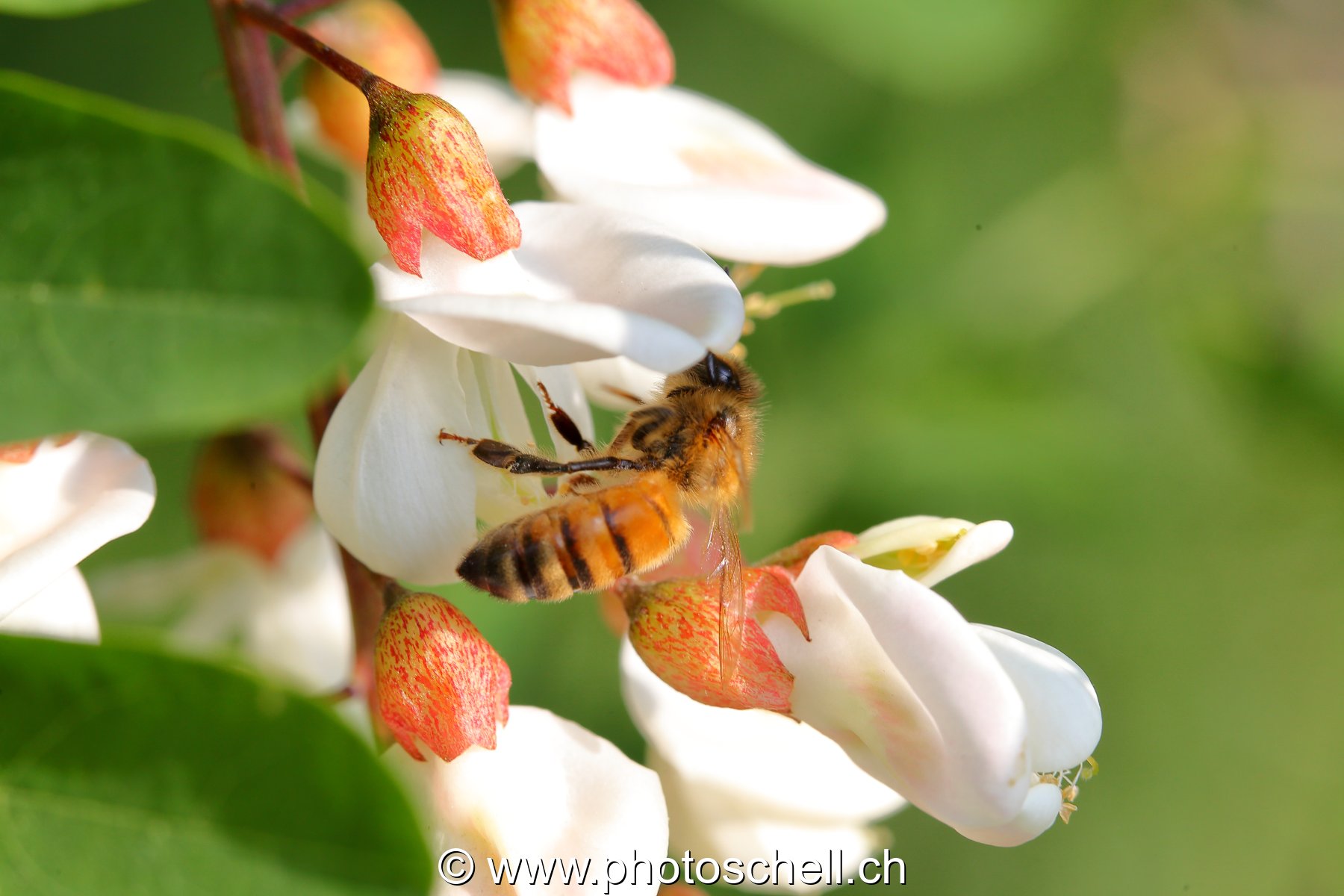 Abeille sur des fleurs d'accacias (macro)