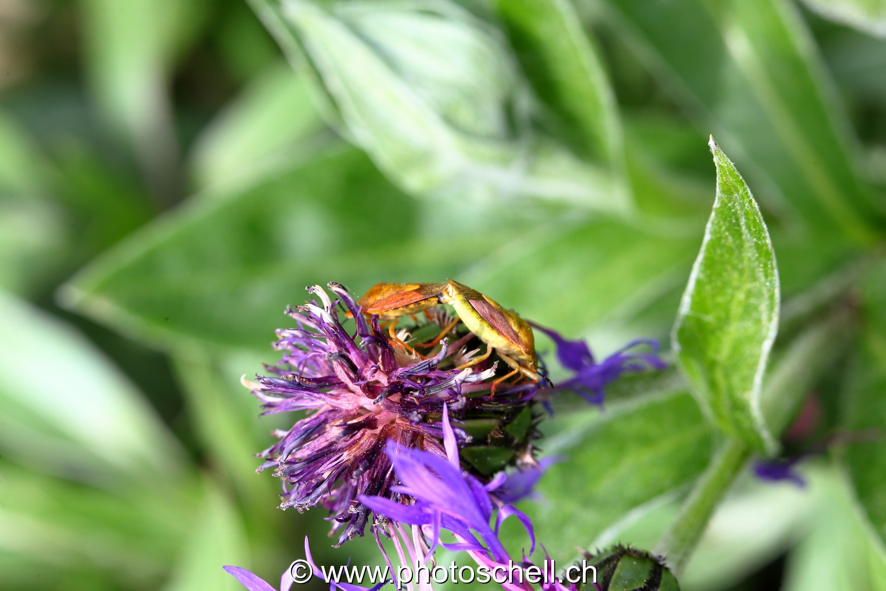Papillon sur sa fleur