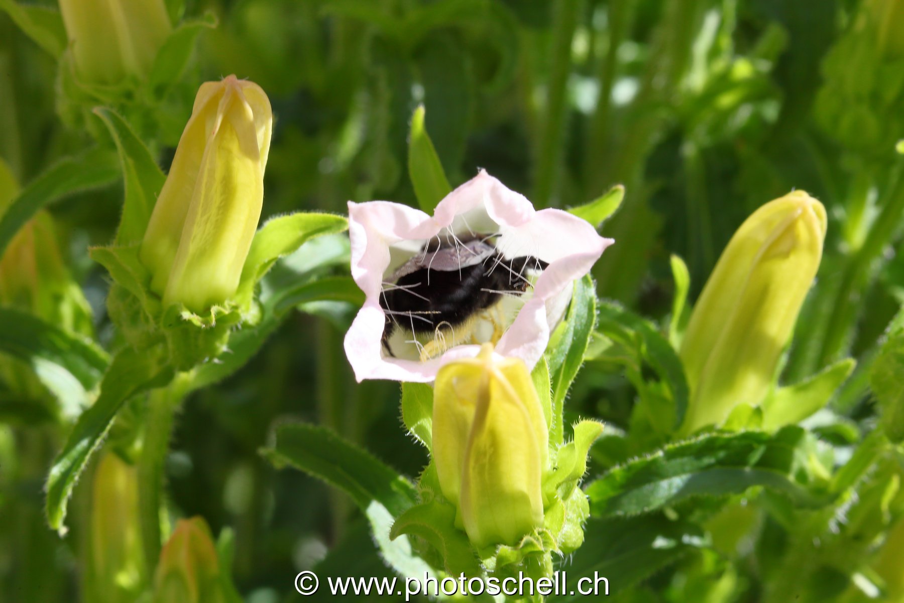 Bourdon noir butinant