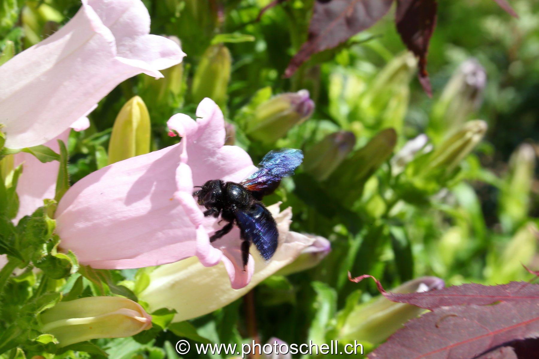 Bourdon noir butinant