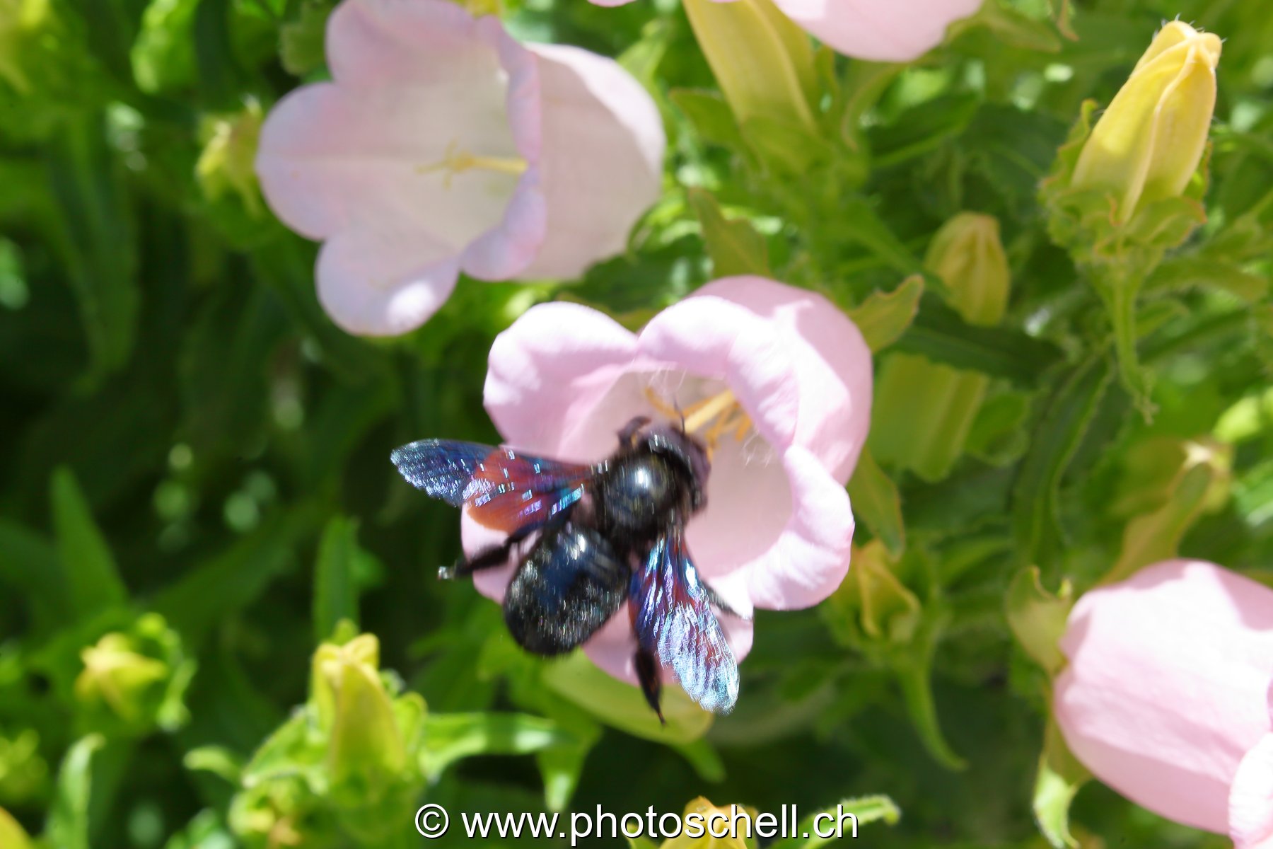 Bourdon noir butinant