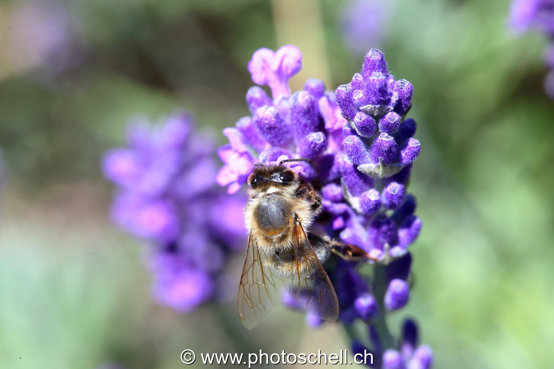 Abeille butinant des fleurs de lavande