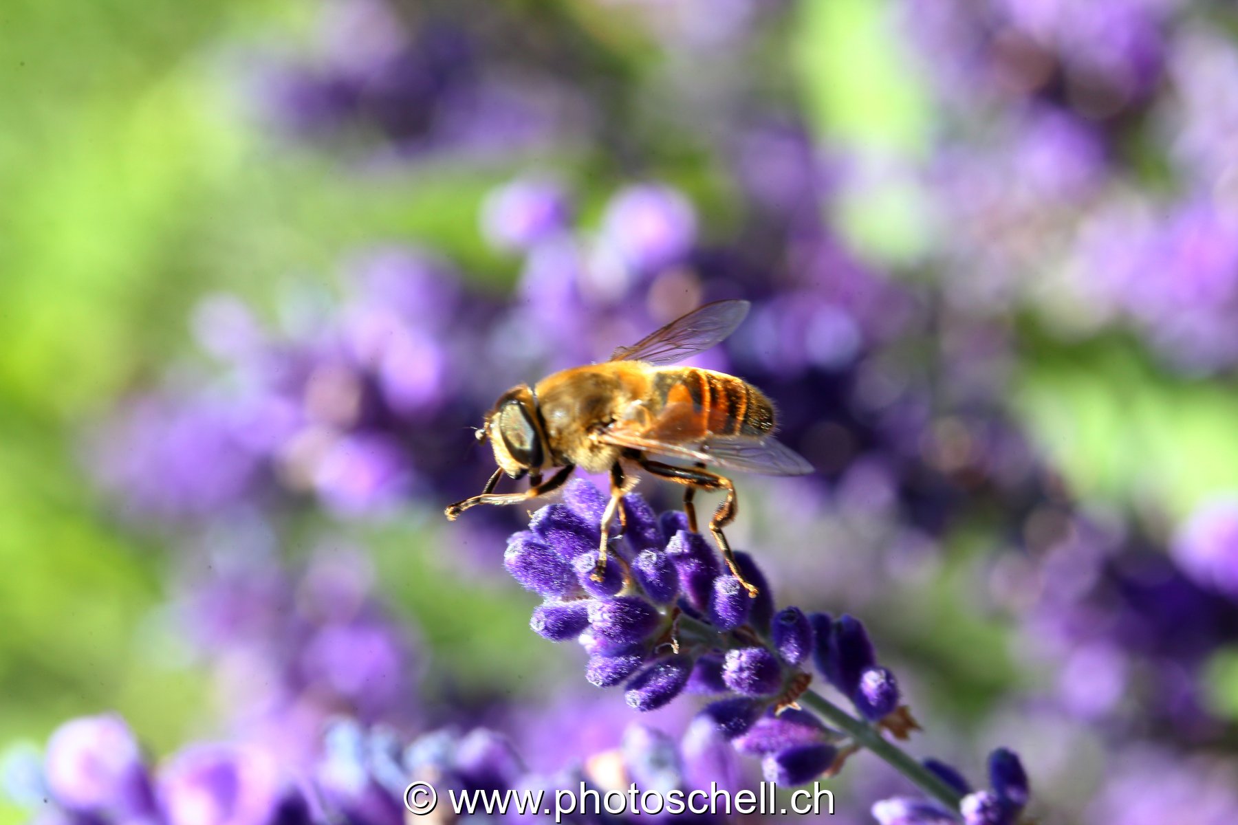Abeille butinant des fleurs de lavande