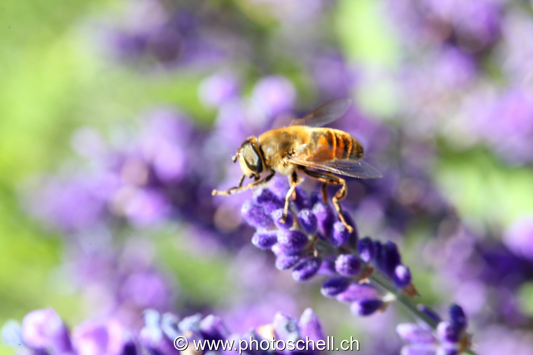 Abeille butinant des fleurs de lavande